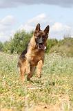 BERGER ALLEMAND 328